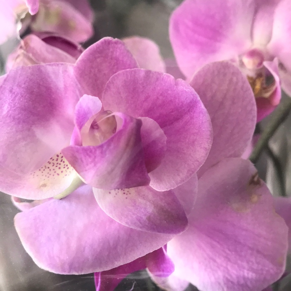 Meet your Posher, Kekay